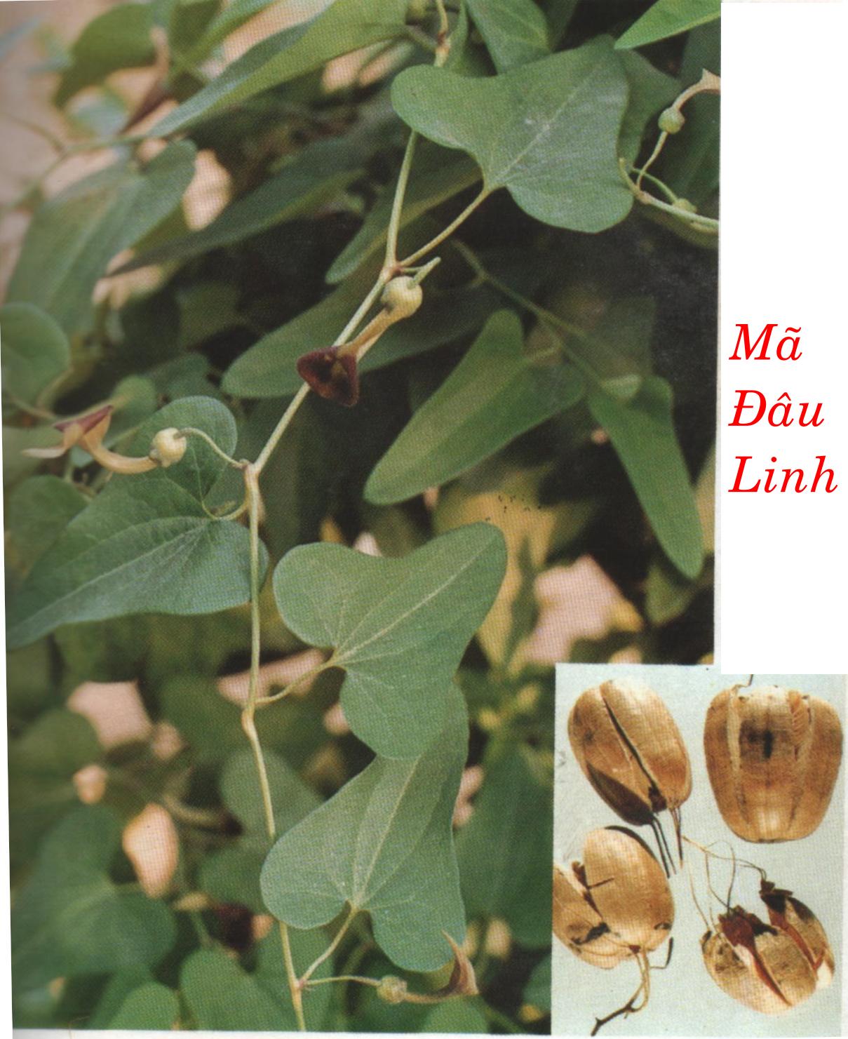MÃ ĐÂU LINH   馬 兜 鈴