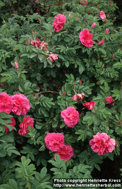 MAI QUÝ HOA   梅 葵 花