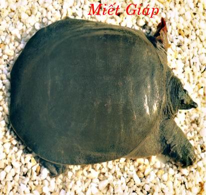 MIẾT GIÁP   鱉 甲