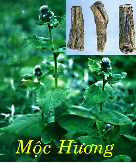 MỘC HƯƠNG   木 香