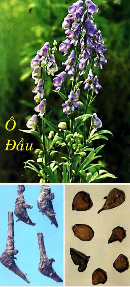 PHỤ TỬ    附 子