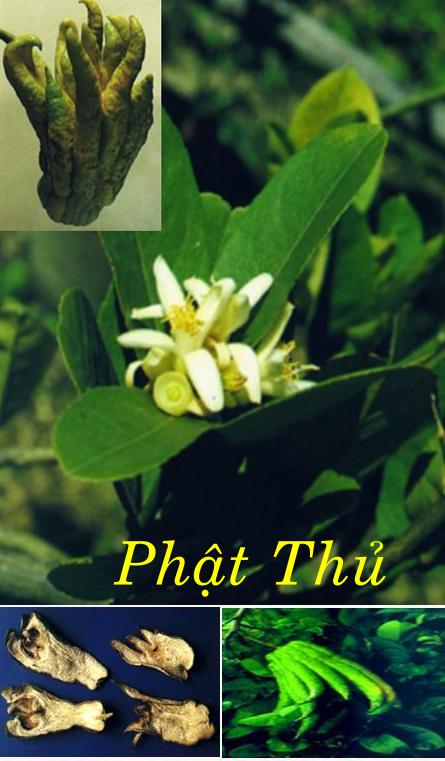 PHẬT THỦ    佛 手