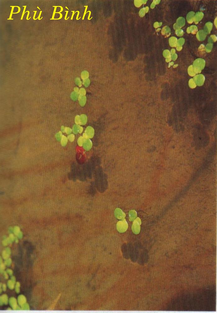 PHÙ  BÌNH    浮 萍