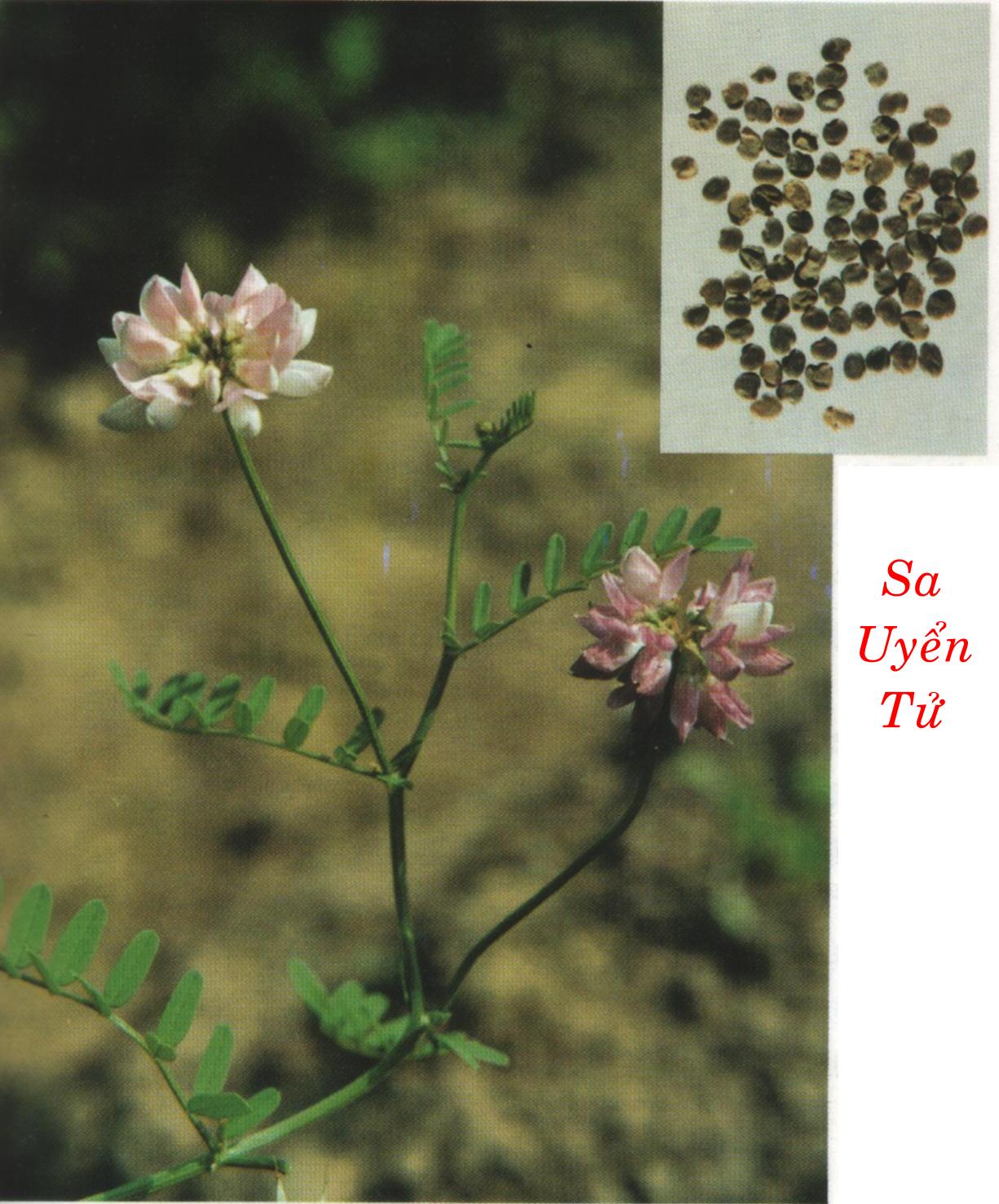 SA UYỂN TỬ   沙  苑 子