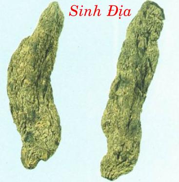 SINH ĐỊA    生 地