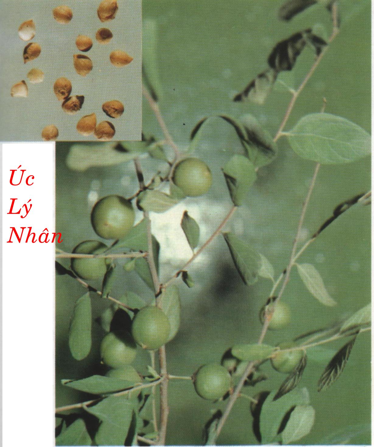 ÚC LÝ NHÂN   郁  李  仁