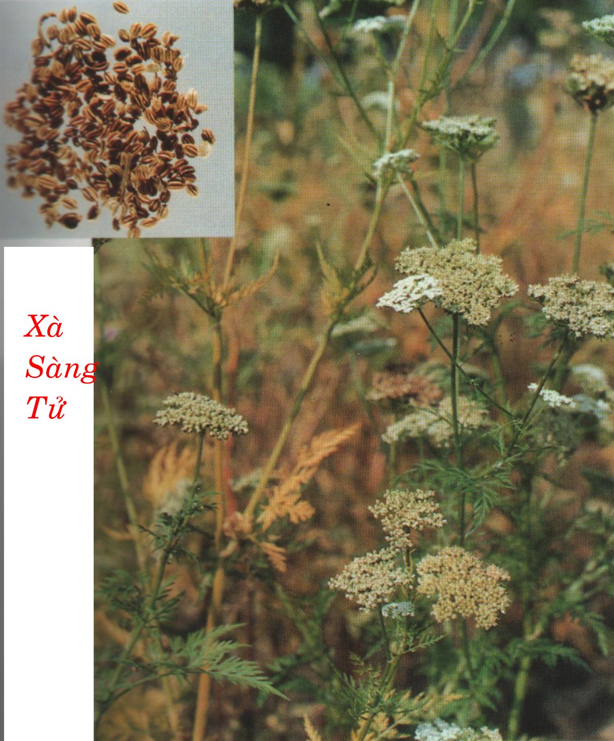 XÀ XÀNG TỬ    蛇 床 子