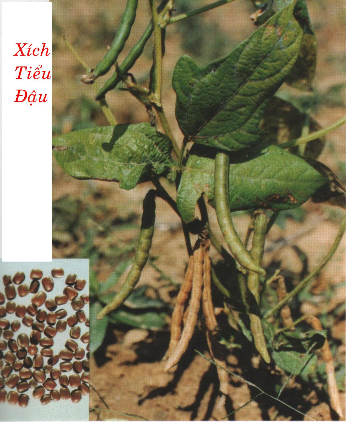 XÍCH TIỂU ĐẬU  赤 小 豆