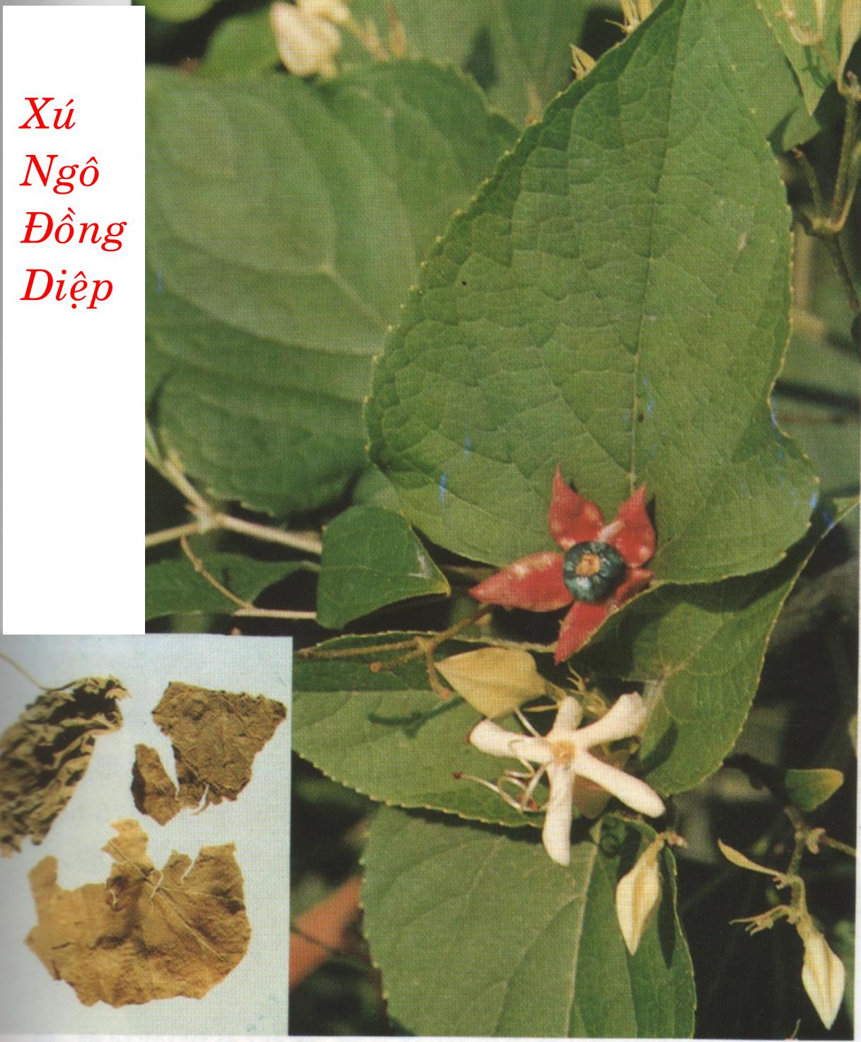 XÚ NGÔ ĐỒNG  臭 梧 同