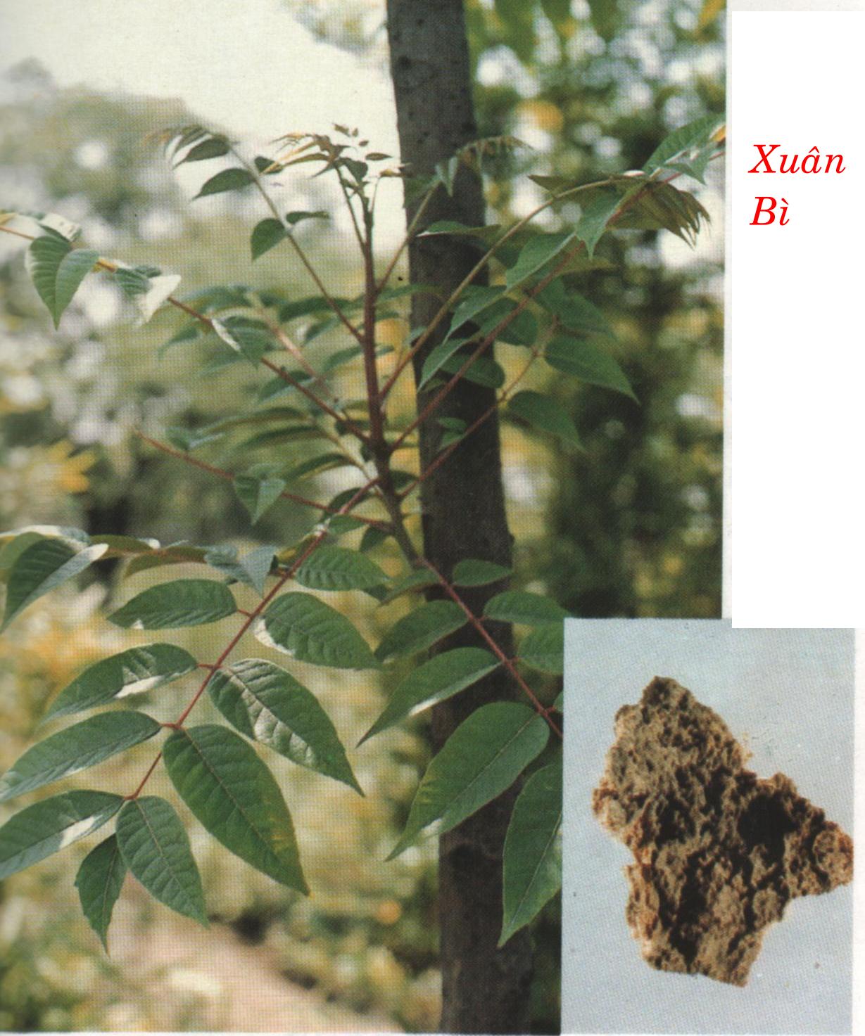 XUÂN BÌ   椿 皮