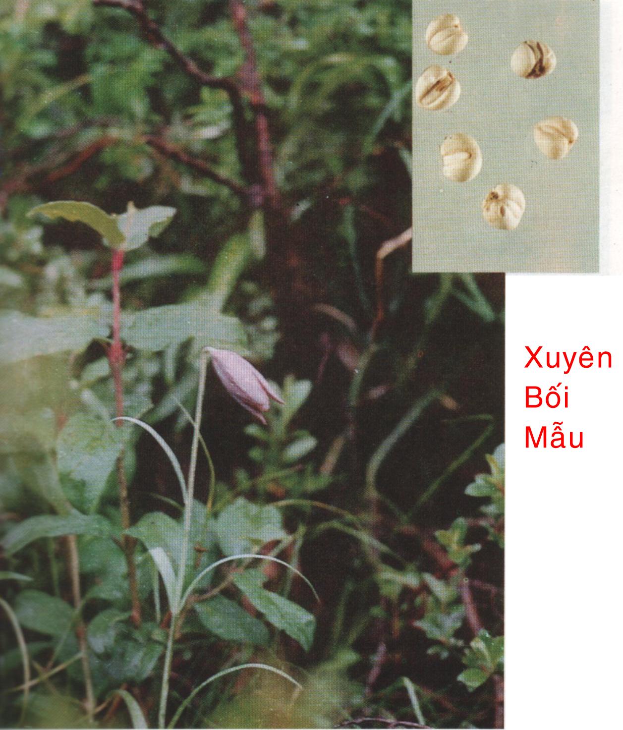 XUYÊN BỐI MẪU  川 貝  母