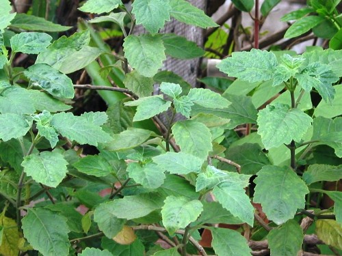 Hoắc hương