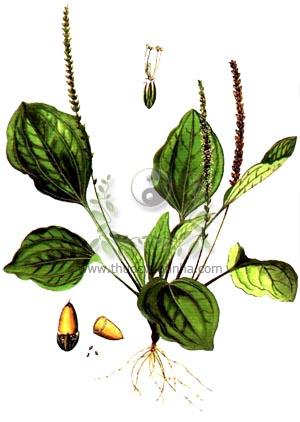 Xa tiền (cây mã đề)
