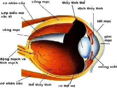 BỆNH VỀ MẮT