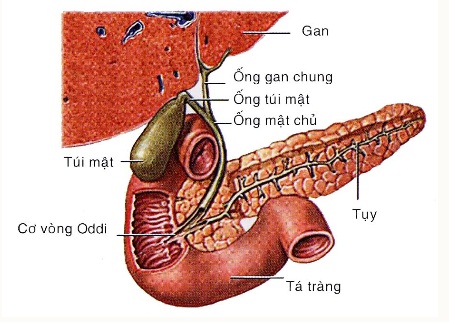 TÚI MẬT VIÊM CẤP