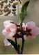 Đào nhân