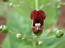 Món ăn, bài thuốc trị sốt xuất huyết